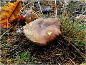 Klikni pro velký obrázek