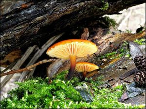 Klikni pro velký obrázek