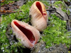 Klikni pro velký obrázek