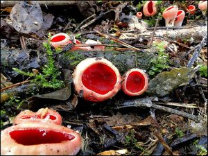 Klikni pro velký obrázek