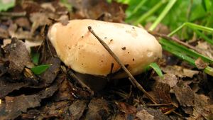 Klikni pro velký obrázek