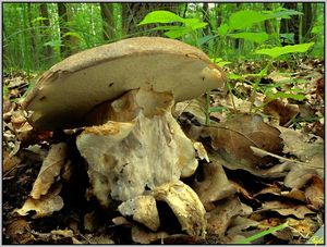 Klikni pro velký obrázek