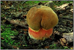 Klikni pro velký obrázek