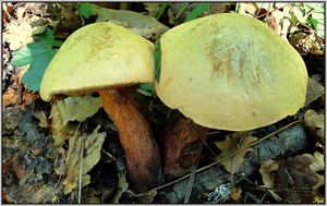 Klikni pro velký obrázek