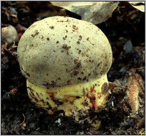 Klikni pro velký obrázek