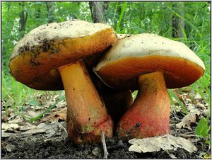 Klikni pro velký obrázek