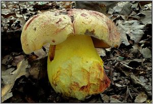 Klikni pro velký obrázek