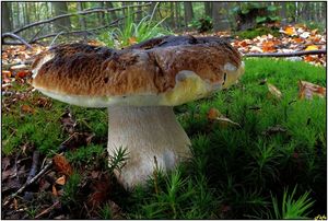 Klikni pro velký obrázek