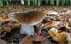 Klikni pro velký obrázek