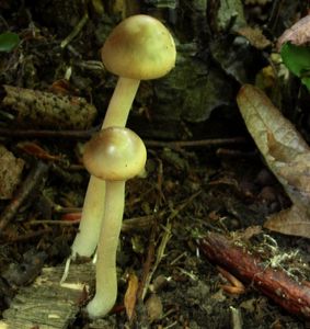 Klikni pro velký obrázek