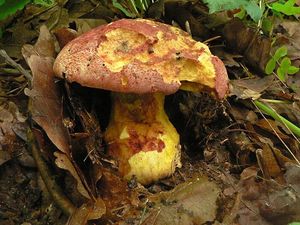 Klikni pro velký obrázek