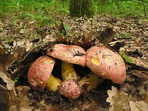 Klikni pro velký obrázek