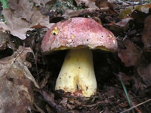 Klikni pro velký obrázek