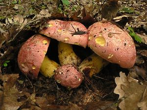 Klikni pro velký obrázek