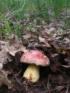 Klikni pro velký obrázek