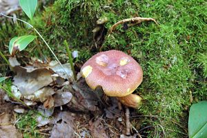 Klikni pro velký obrázek