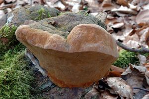 Klikni pro velký obrázek