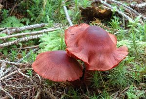 Klikni pro velký obrázek