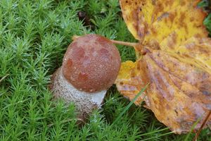 Klikni pro velký obrázek