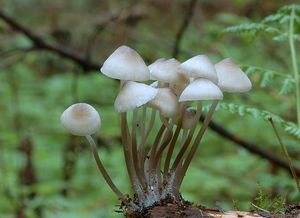 Klikni pro velký obrázek