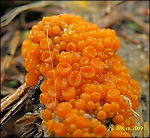 Oranžovka vřetenovýtrusá - Byssonectria terrestris