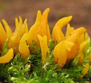 Krásnorůžek rohovitý - Calocera cornea (Batsch) Fr. 1827