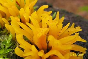 Krásnorůžek rohovitý - Calocera cornea (Batsch) Fr. 1827