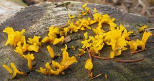 Krásnorůžek rohovitý - Calocera cornea (Batsch) Fr. 1827