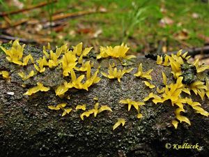 Krásnorůžek rohovitý - Calocera cornea (Batsch) Fr. 1827