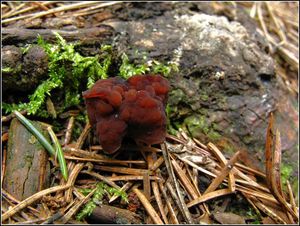 Klikni pro velký obrázek