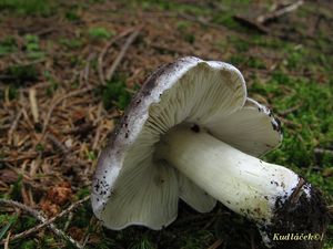 Klikni pro velký obrázek