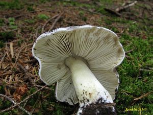 Klikni pro velký obrázek