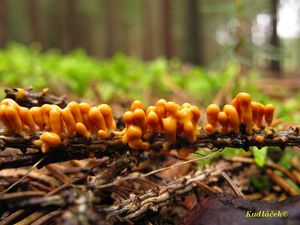 Klikni pro velký obrázek