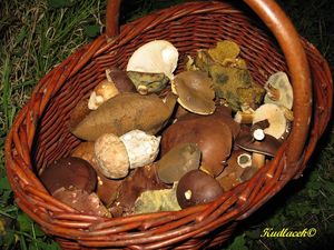 Klikni pro velký obrázek