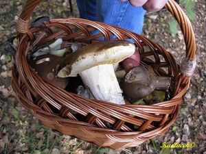 Klikni pro velký obrázek