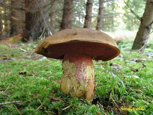 Klikni pro velký obrázek