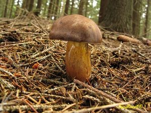 Klikni pro velký obrázek