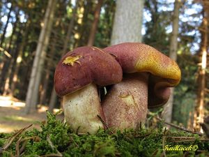 Klikni pro velký obrázek