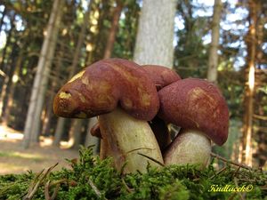 Klikni pro velký obrázek