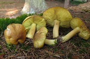 Klikni pro velký obrázek