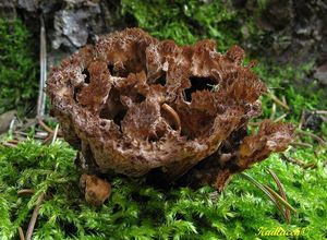 Klikni pro velký obrázek