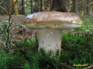 Klikni pro velký obrázek