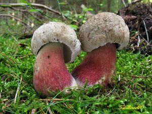 Klikni pro velký obrázek