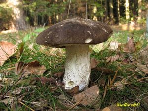 Klikni pro velký obrázek