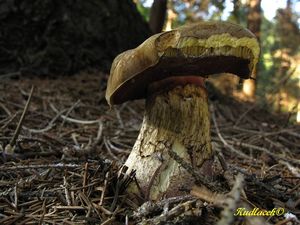 Klikni pro velký obrázek