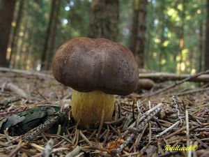 Klikni pro velký obrázek