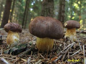 Klikni pro velký obrázek