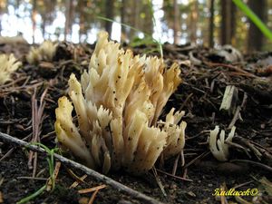 Klikni pro velký obrázek