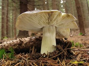 Klikni pro velký obrázek