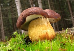 Klikni pro velký obrázek